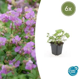 Tuinplantenshop.com | Geranium cantabrigiense 'Cambridge' | 6 stuks - Ø9cm - 10-25cm hoog - Tuinplant