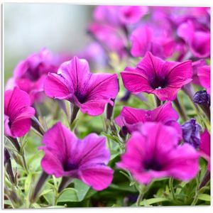 PVC Schuimplaat- Groep Roze Petunia Bloemen - 50x50 cm Foto op PVC Schuimplaat