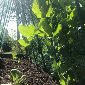 GardenSkill Plantensteun Steunframe voor Erwten, Tomaat, Klimplanten 100x120cm - Klimframe met Klimnet voor Planten, Moestuin, Kweekkas, Volkstuin - Sterk, Weerbestendig