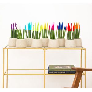 Sansevieria VELVET TOUCHZ - Paars - Wit - Licht blauw - Groen - Geel - Roze - Blauw - Rood - Oranje