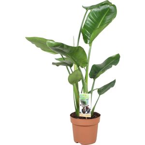 Plantenboetiek.nl | Strelitzia Nicolai - Ø17cm - 50-60cm hoog - Kamerplant - Groenblijvend