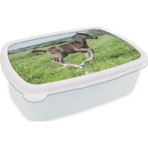 Broodtrommel Wit - Lunchbox - Brooddoos - Paard - Bloemen - Gras - 18x12x6 cm - Volwassenen