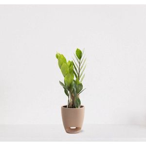 Zamioculcas in sierpot Jip zand – luchtzuiverende kamerplant – eenvoudig te onderhouden emerald palm - 30-40cm - Ø13 – geleverd met plantenpot – vers uit de kwekerij