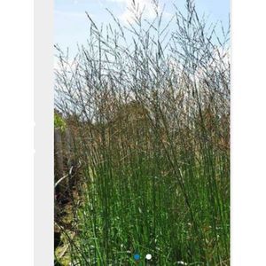 6 x Molinia arundinacea 'Karl Foerster' - PIJPENSTROOTJE - pot 9 x 9 cm