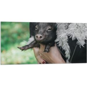 WallClassics - Vlag - Zwart Baby Varkentje - 100x50 cm Foto op Polyester Vlag