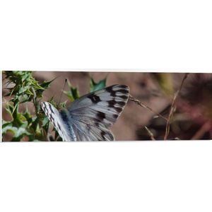 PVC Schuimplaat - Vlinder - Planten - Grijs - Natuur - 90x30 cm Foto op PVC Schuimplaat (Met Ophangsysteem)