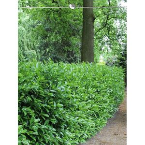 Laurier Prunus Novita 120-140 cm, 8x Haagplant