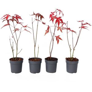 Plant in a Box - Japanse esdoorn - 4 stuks - Acer palmatum 'Atropurpureum' - Hoogte 25-40cm - Potmaat 10,5cm - boom - rood