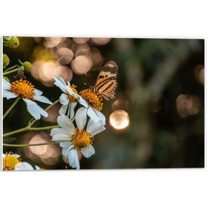 Forex - Witte Bloemen met Vlinder - 60x40cm Foto op Forex