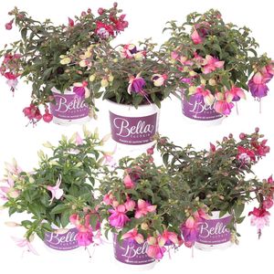 6x Fuchsia Bella Mix - Bellenplant Hangend - Eénjarige plant - Bij-vriendelijk - ⌀10.5 cm - 15-20 cm