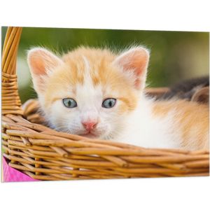 Vlag - Kleine Roodharige Kitten in Rieten Mandje - 100x75 cm Foto op Polyester Vlag