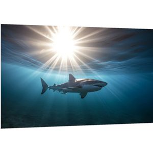 PVC Schuimplaat - Witte haai zwemt door de zee met zonnestralen - 150x100 cm Foto op PVC Schuimplaat (Met Ophangsysteem)