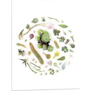 PVC Schuimplaat- Cirkel van Verschillende Groenkleurige Planten tegen Witte Achtergrond - 60x80 cm Foto op PVC Schuimplaat