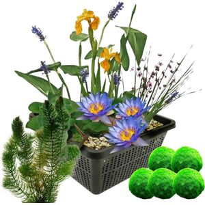 vdvelde.com - Mini vijverset - Blauw + Zuurstofplanten Tegen Algen - Combi set - 4 planten - Plaatsing: -10 tot -20 cm