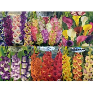 Bloembollen mix - Gladiolen mix - 100+ Gladiolen Bollen | Mix van Zomerse Kleuren | Extra Voordeelverpakking