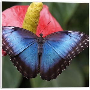 Forex - Zwarte Vlinder op Bloem - 50x50cm Foto op Forex