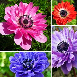 Anemoon St. Brigid Mix - Anemone coronaria