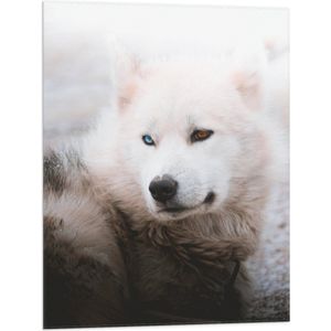 WallClassics - Vlag - Witte Canadese Eskimo Hond met Twee Kleuren Ogen - 60x80 cm Foto op Polyester Vlag