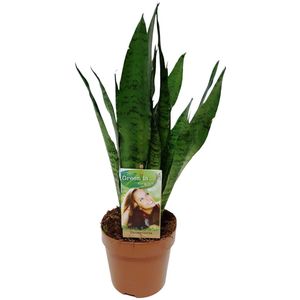 Sansevieria Zeylanica - Hoogte 60cm - Pot 17cm
