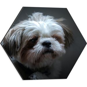 WallClassics - Dibond Hexagon - Klein Wit met Bruin Hondje - 40x34.8 cm Foto op Hexagon (Met Ophangsysteem)