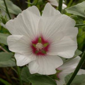 6 x Lavatera 'Blushing Bride' - Heemst Pot 9x9 cm - Zachte Roze Bloemen