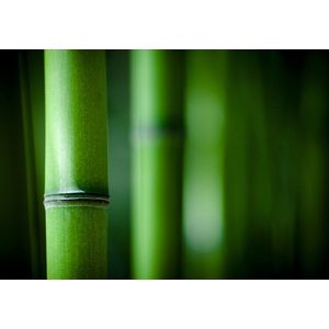 Dibond - Zen - bamboe in groen - 120 x 180 cm.