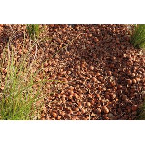 Hazelnootdoppen - Bodembedekker - Alternatief cacaodoppen - Boomschors - Houtsnippers - Langere levensduur - CO2 neutraal