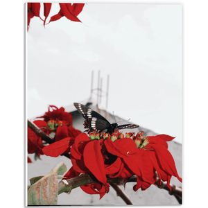 Forex - Zwarte Vlinder op Rode Bloemen - 30x40cm Foto op Forex