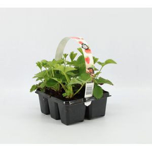 Aardbeien Sixpack - Fragaria ananassa 'Korona' - set van 1 Aarbeien Sickpacks - hoogte 20 / 30 cm