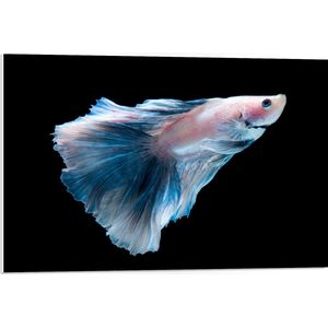 PVC Schuimplaat - Blauw met Roze Siamese Kempvis tegen Zwarte Achtergrond - 75x50 cm Foto op PVC Schuimplaat (Met Ophangsysteem)