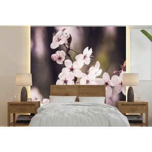 Bloemen - Wit - Natuur - Plant - Bloesem - Behangpapier