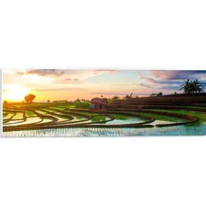 PVC Schuimplaat- Zonsopkomst in de Morgen bij Rijstvelden - 60x20 cm Foto op PVC Schuimplaat