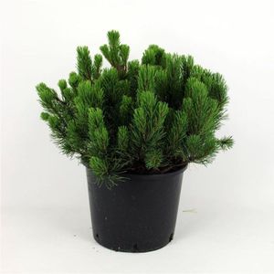 Plants Online - Haagplanten - Coniferen - Tuinplanten - Sier coniferen - Set van 1 - Pinus mugo pumilio C12 40-50 cm