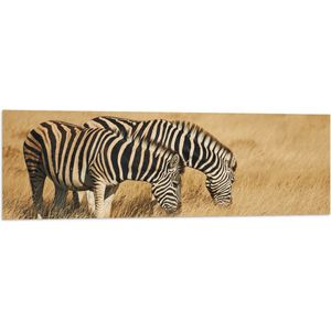 Vlag - Grazend Zebra Duo in het Droog Gras Landschap - 120x40 cm Foto op Polyester Vlag