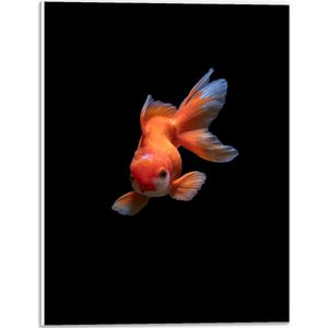 WallClassics - PVC Schuimplaat- Oranje Tropische Vis tegen Zwarte Achtergrond - 30x40 cm Foto op PVC Schuimplaat
