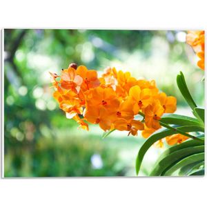 PVC Schuimplaat - Boeket van Oranje Orchideeën Bloemen Hangend aan Stengel - 40x30 cm Foto op PVC Schuimplaat (Met Ophangsysteem)