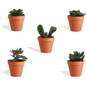DutchLeafs Crassula Mix Mini Vetplanten in Terracotta Bloempot - 5 Stuks - Kwekerspot 5,5 cm - Hoogte 8-15 cm - Mini Plantjes - Succulenten - Kamerplanten