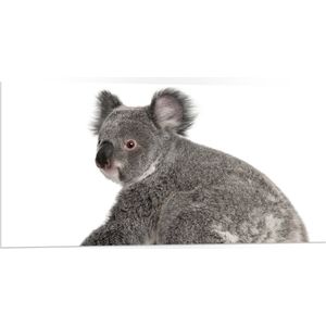 PVC Schuimplaat - Zittende Jonge Koala - 100x50 cm Foto op PVC Schuimplaat (Met Ophangsysteem)