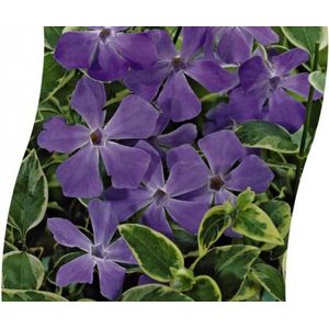 Set van 3 | Vinca major 'Variegata' - 1 liter pot