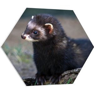 PVC Schuimplaat Hexagon - Donkere vacht fret ligt buiten in de natuur - 70x60.9 cm Foto op Hexagon (Met Ophangsysteem)