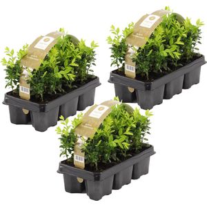Buxus Sempervirens | 1,5 meter Haagbuxes per 3 sixpacks - Buitenplant in kwekerspot ⌀9 cm - ↕20 cm