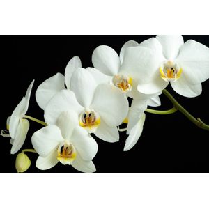 Dibond - Bloemen - Bloem - orchidee in wit / zwart - 100 x 150 cm