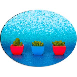 Dibond Ovaal - Trio van Rode en Blauwe Vaasjes met Groene Vetplanten in Blauwgekleurde Glitter Achtergrond - 56x42 cm Foto op Ovaal (Met Ophangsysteem)