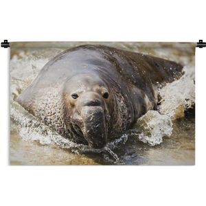 Wandkleed Zeedieren - Zeeolifant die uit de zee komt Wandkleed katoen 180x120 cm - Wandtapijt met foto XXL / Groot formaat!