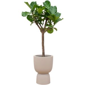Combi deal - Ficus Lyrata boom inclusief elho Pure Coupe beige Ø41 - 210 cm