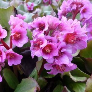 6x Schoenlappersplant - Bergenia ‘Morgenröte’ - Pot 9x9cm