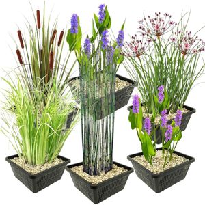 vdvelde.com - Waterplanten Set - L - Combi set - 24 planten - Plaatsing: -1 tot -10 cm