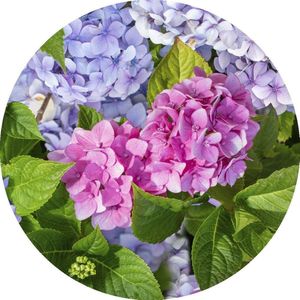 Tafelzeil rond Hortensia - 160cm