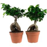 Hellogreen Kamerplanten - Set van 2 - Ficus Gin Seng - ↕ 40 cm