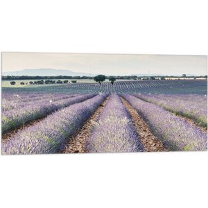 WallClassics - Vlag - Rijen Paarse Lavendel - 100x50 cm Foto op Polyester Vlag